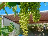 Resale - Chalet - El Campello - Norte-Venta Lanuza-Cala d'Or