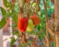 Resale - Villa - El Campello - Pueblo Acantilado - Venta Lanuza