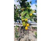 Resale - Villa - El Campello