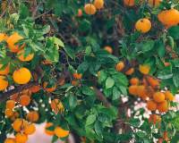 Resale - Villa - El Campello