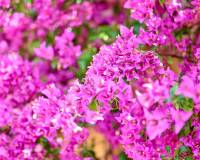 Resale - Villa - Muchamiel