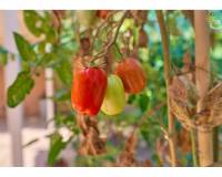 Revente - Chalet - El Campello - Norte-Venta Lanuza-Cala d'Or