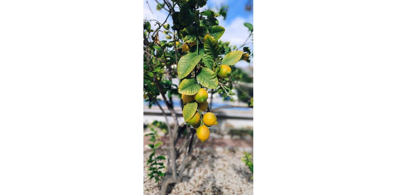 Venta - Chalet - El Campello