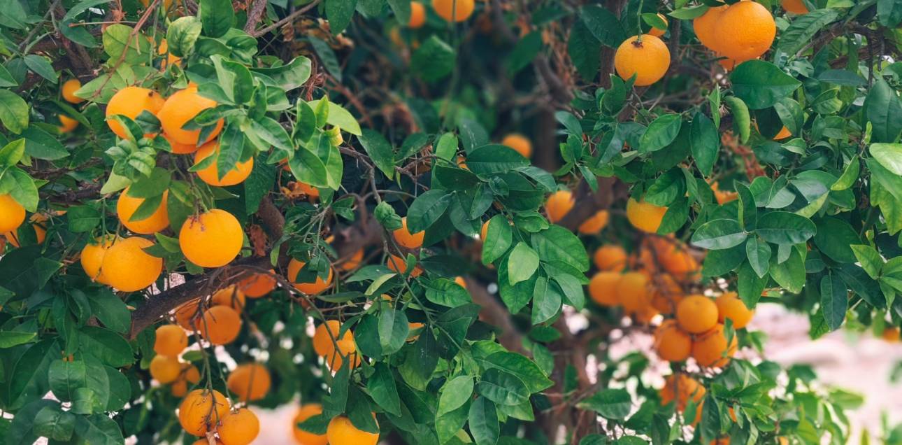 Venta - Chalet - El Campello