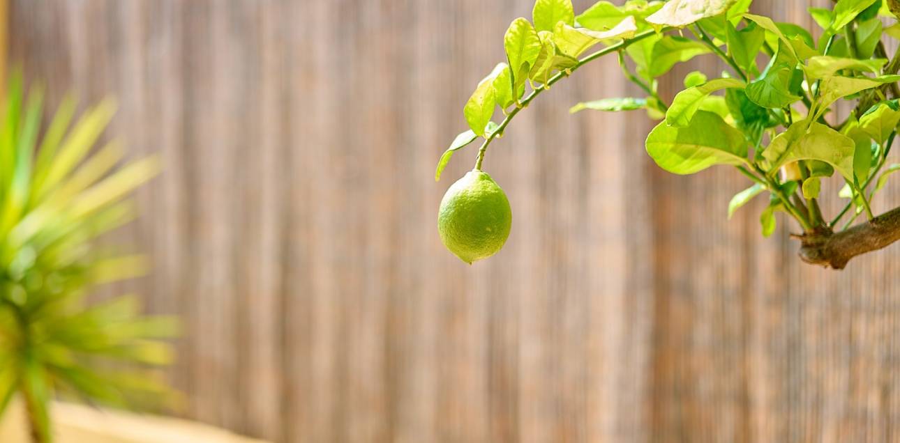 Resale - Villa - Muchamiel