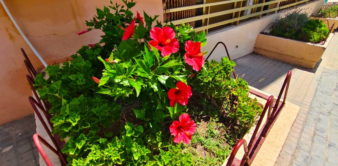 Venta - Apartamento - El Campello - Platja Muchavista