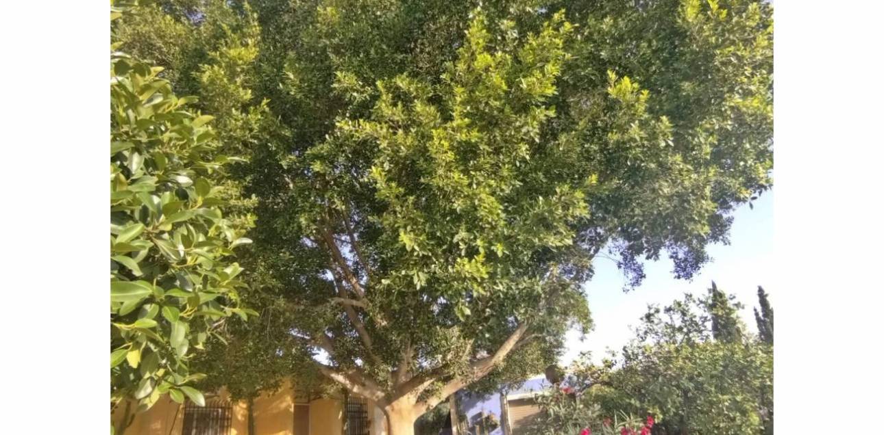 Venta - Chalet - Sant Vicent del Raspeig - San Vicente del Raspeig - Villamontes-Boqueres