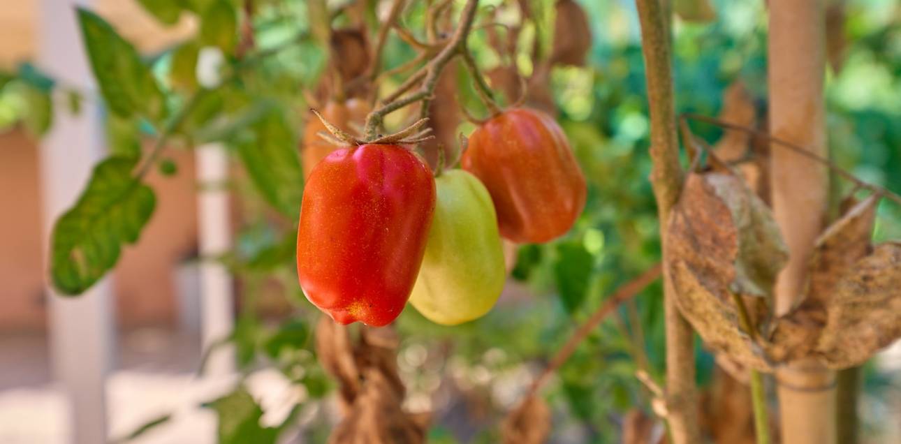 Venta - Chalet - El Campello - Pueblo Acantilado - Venta Lanuza