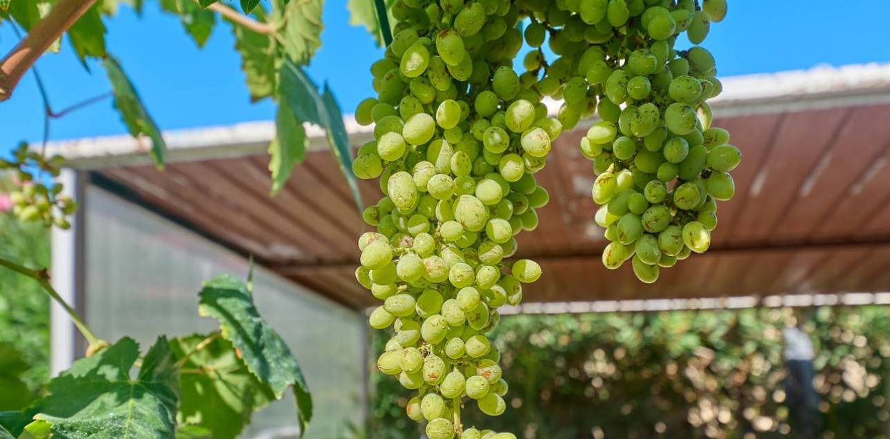 Venta - Chalet - El Campello - Norte-Venta Lanuza-Cala d'Or