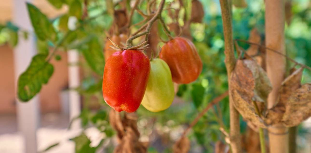 Venta - Chalet - El Campello - Norte-Venta Lanuza-Cala d'Or